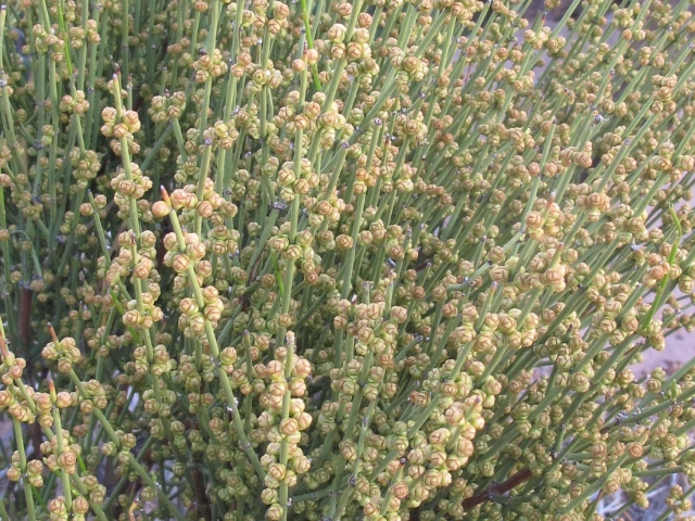 Ephedra viridis